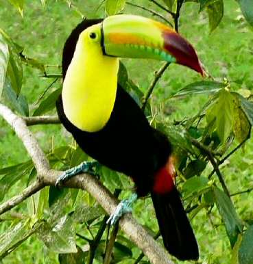 keel billed toucan spectacle